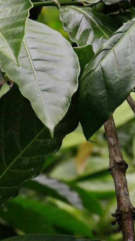 How Should You Take Your Coffee? Green.