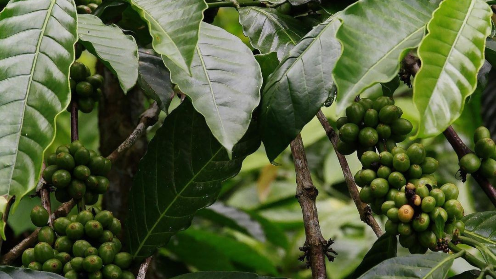 How Should You Take Your Coffee? Green.